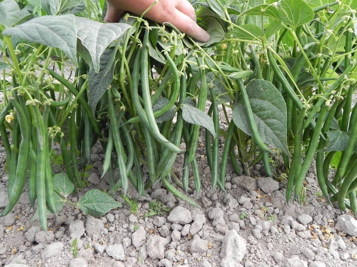 Slenderette Bush Green Bean 10 – 1 Oz Seeds Tender Stringless Heirloom Non-GMO
