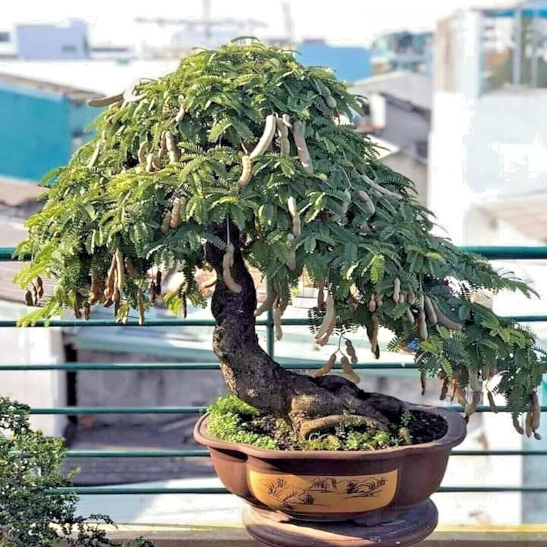 100 Tamarind Tree Seeds Tamarindus indica Tropical Fruit Flower Plant, Bonsai