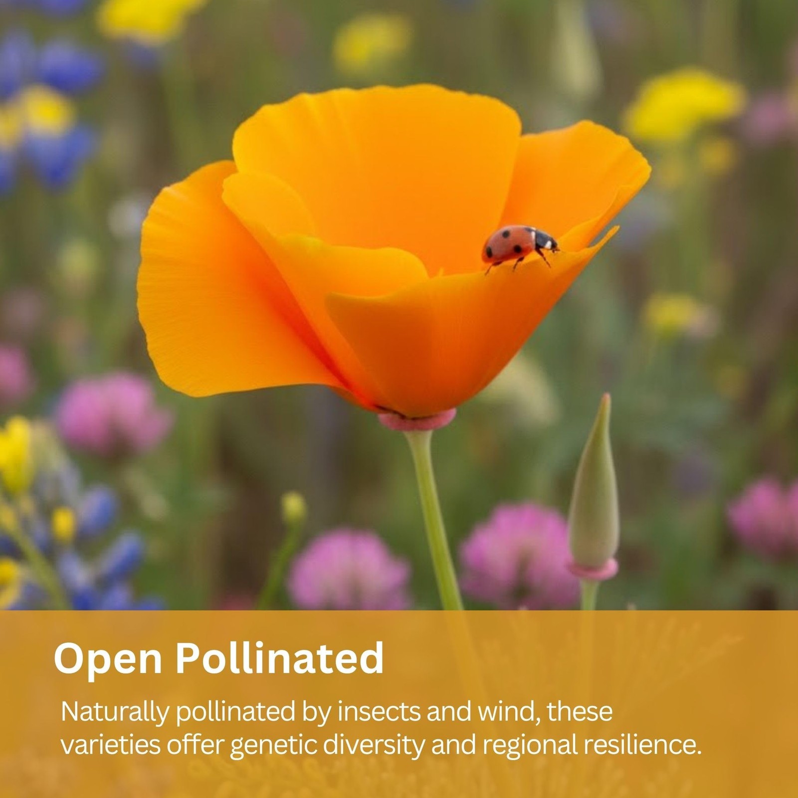 Drought Tolerant Wildflower Mix – 20,000+ NonGMO Seeds for Dry Climates