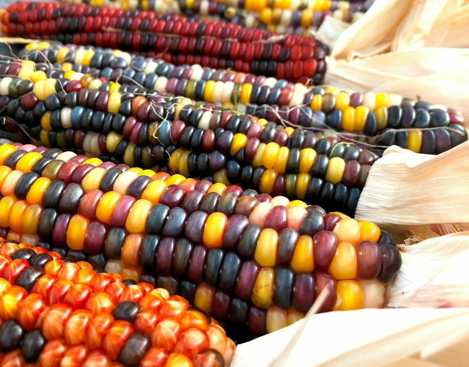 Rainbow Ornamental Corn Seeds | Multicolor Indian Dent Flint Popcorn Seed 2024