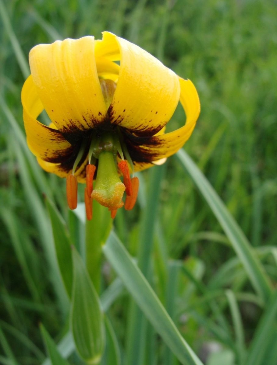 Lilium pyenaicum carniolicum bosniacum | Bosnian Lily | 10_Seeds