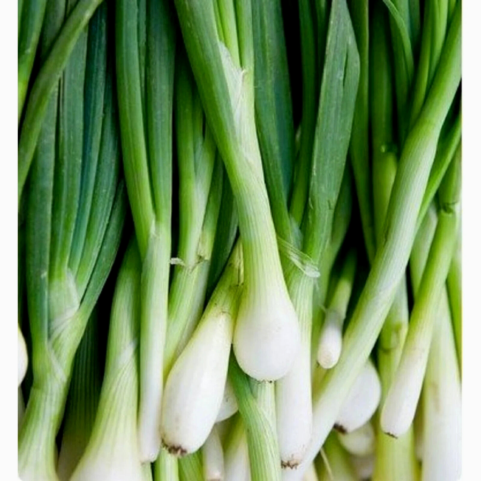 Tokyo Long Bunching Onion Seeds 200+ SEEDS NON-GMO FREE SHIPPING!!!!!!!!