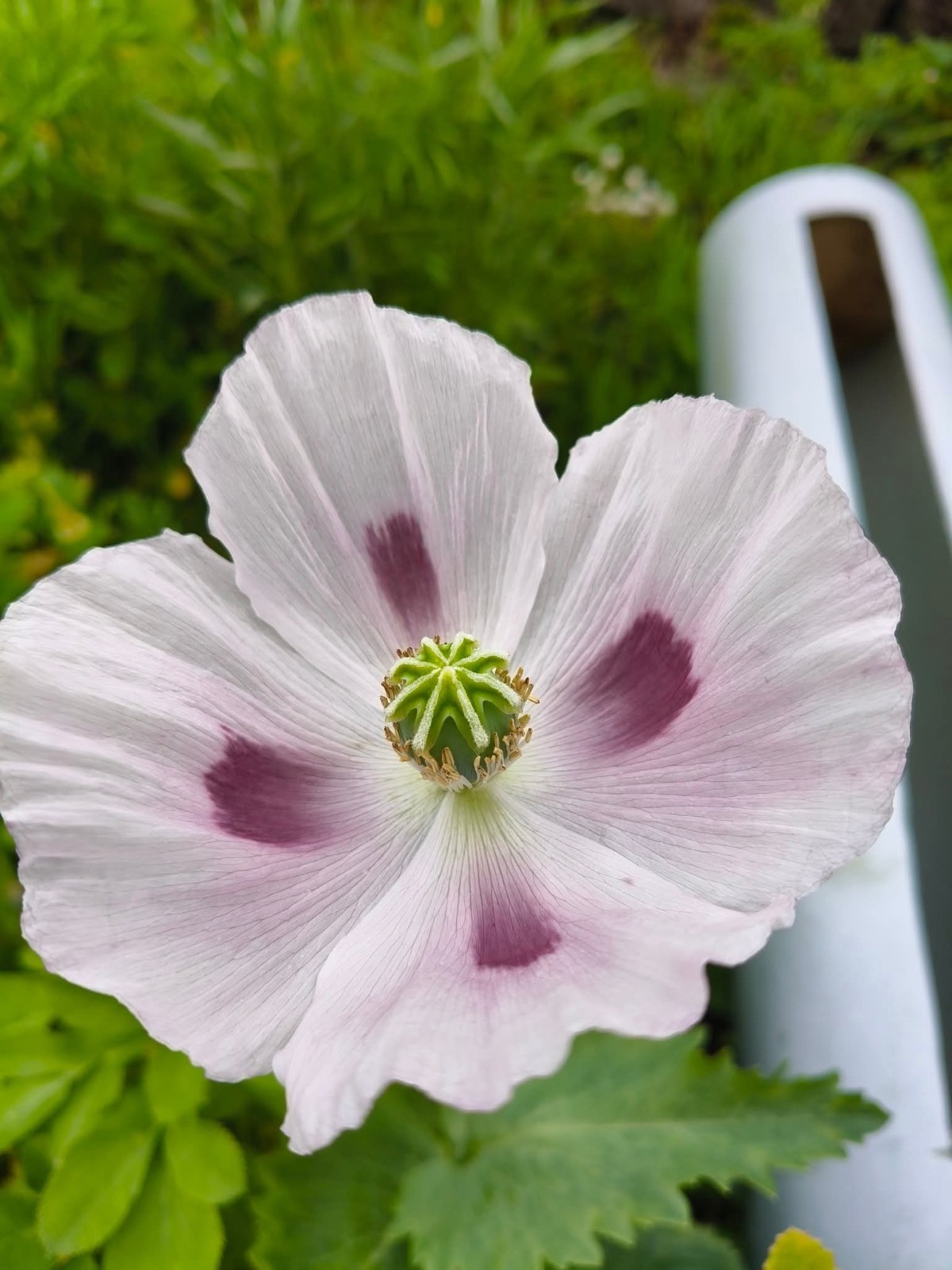 500+ COLD STRATIFIED Poppy Seeds RARE Somniferum blooms DECORATIVE Pods Non-GMO