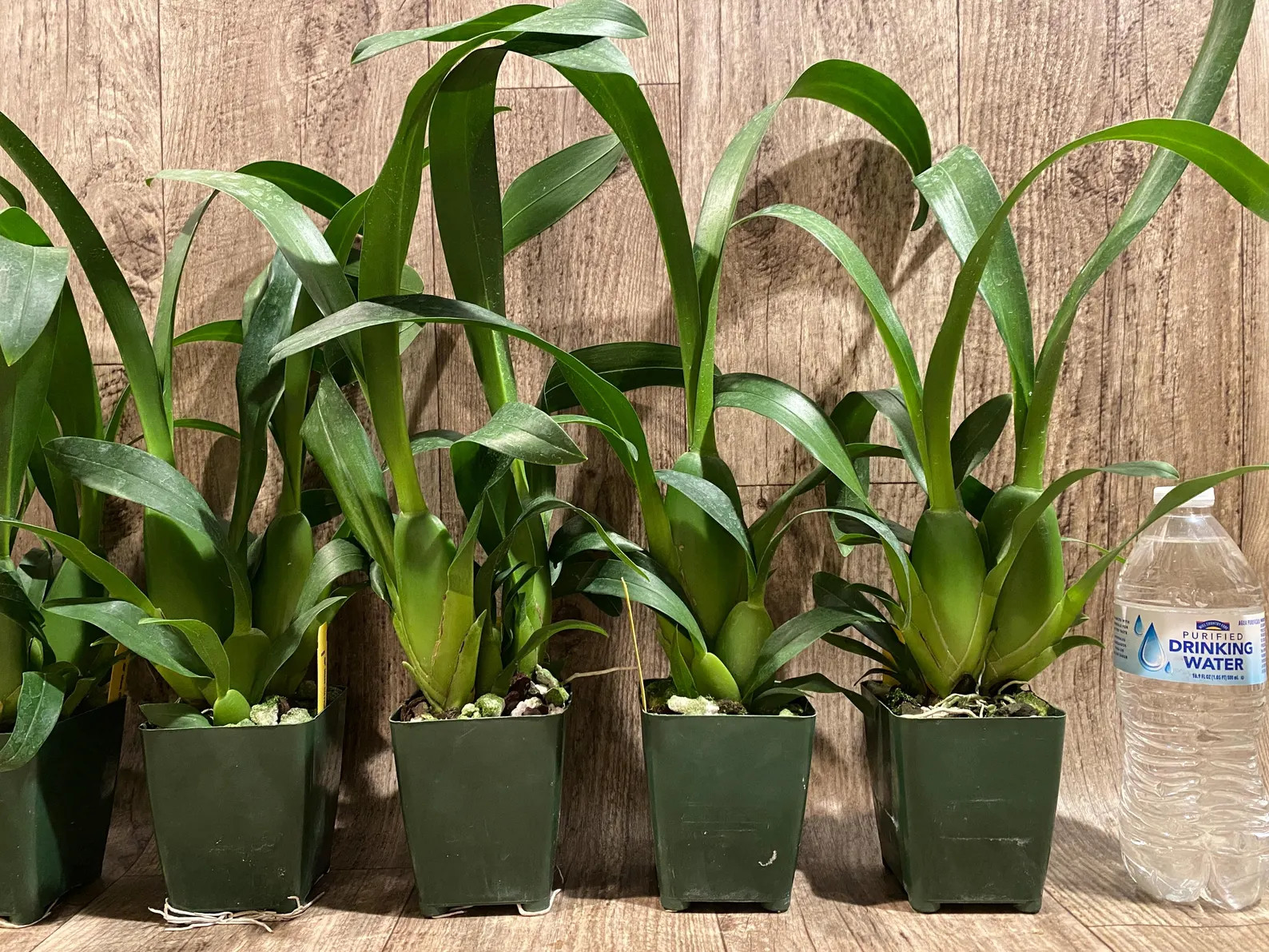 Fragrant – Miltassia Charles M. Fitch ‘Izumi’ (BS, 3.5″ pot)