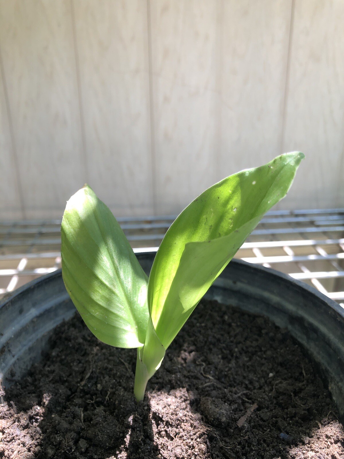 10 Pcs Turmeric Roots Fresh Roots Curcuma Longa Ready To Plant