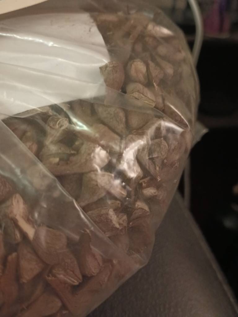 Broadleaf Maple Tree Seeds (Acer Macrophyllum) (Big-Leaf Maple Tree)