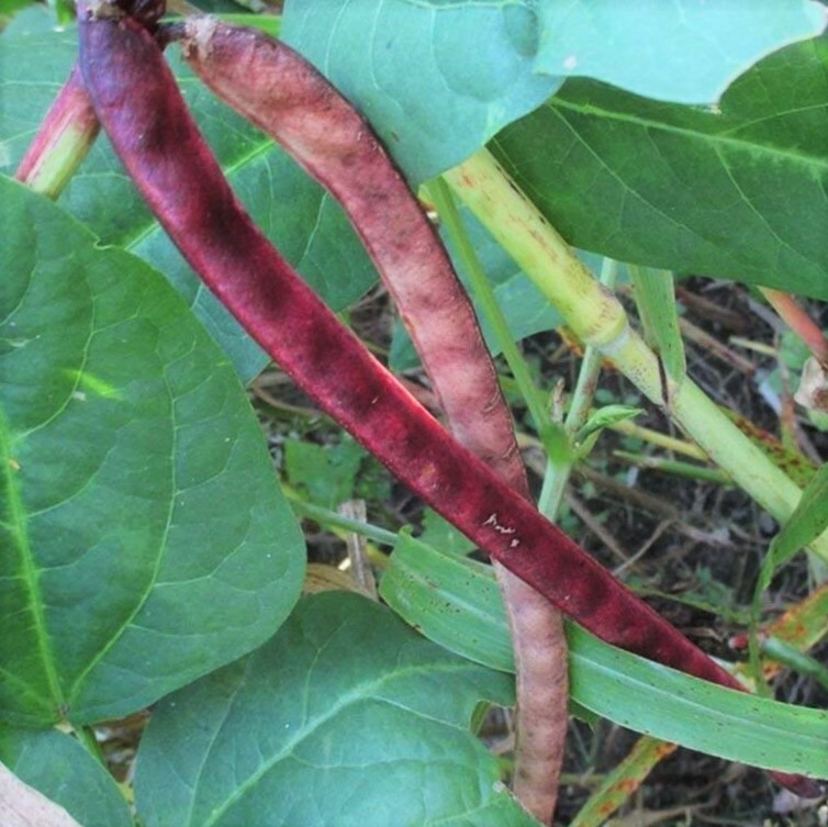 Red Ripper Cowpea Seeds | Non GMO Vegetable Field Pea Southern Bean Seed 2023