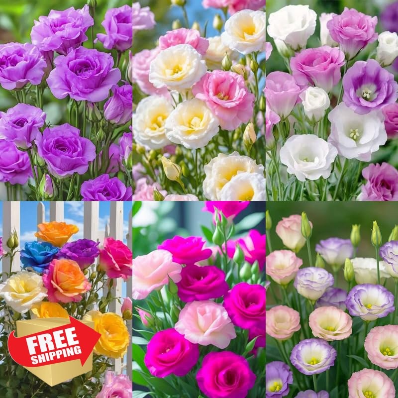 Lisianthus Seeds 1050+ Mixed Perennial Flower Plants Eustoma Grandiflorum