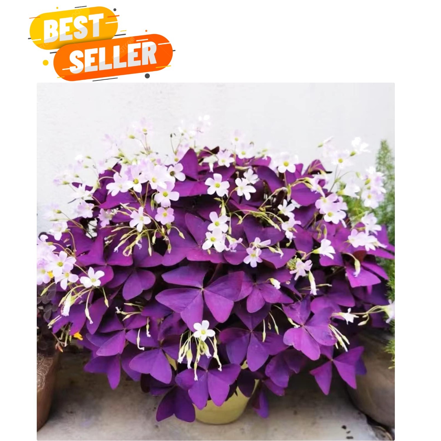 Indoor/Outdoor 12+ Purple Shamrock Bulbs – Low Maintenance Good Luck Plants