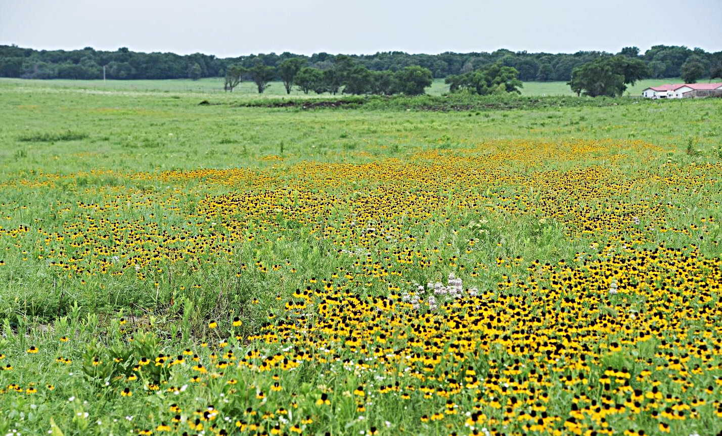 1001+CLASPING Yellow CONEFLOWER Seeds Native Wildflower Pollinators Cut Flowers