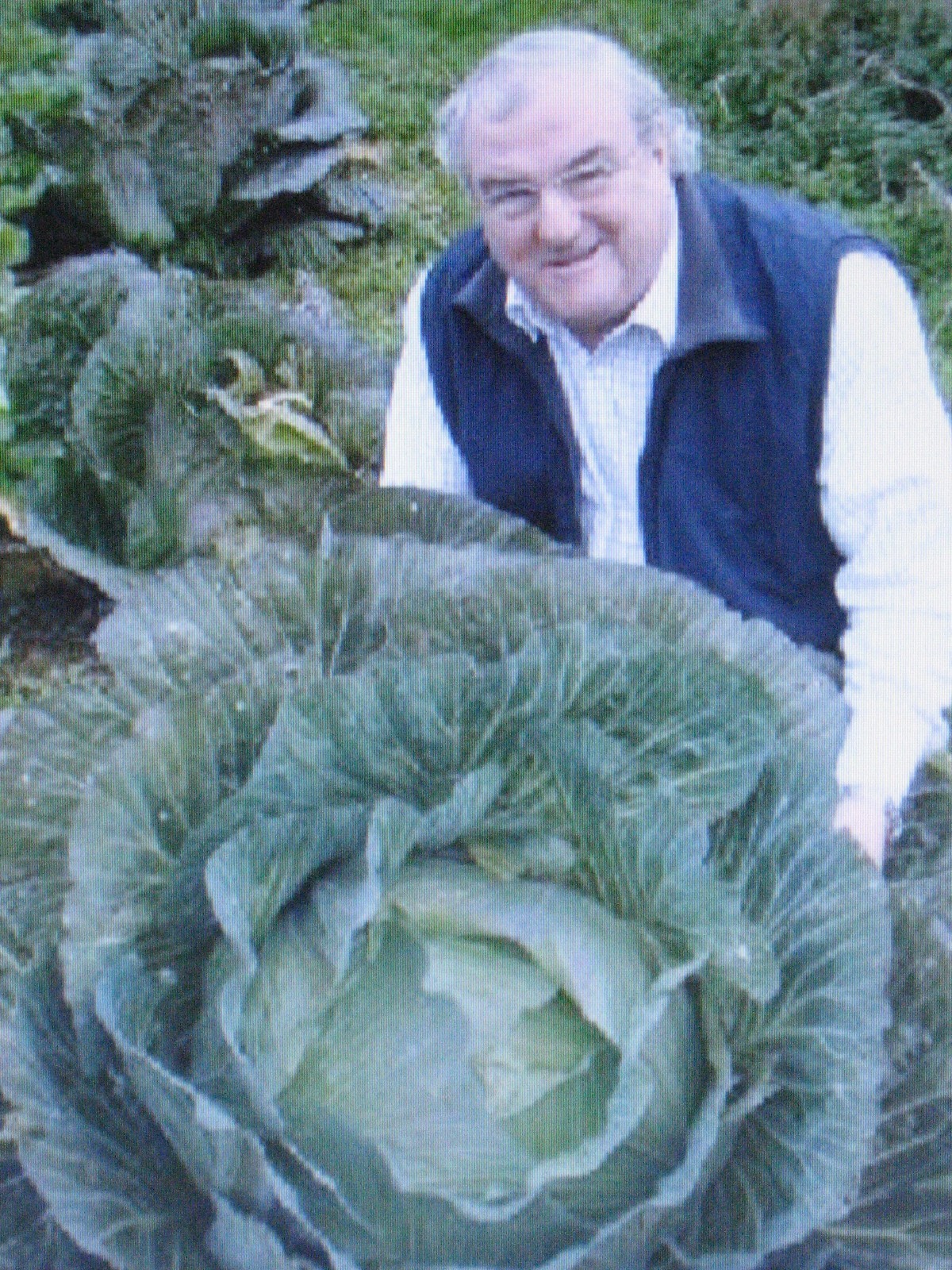 RARE * GIANT RUSSIAN CABBAGE* MEDICINAL * HEALING * MEDICINAL* 150 SEEDS VITAMIN