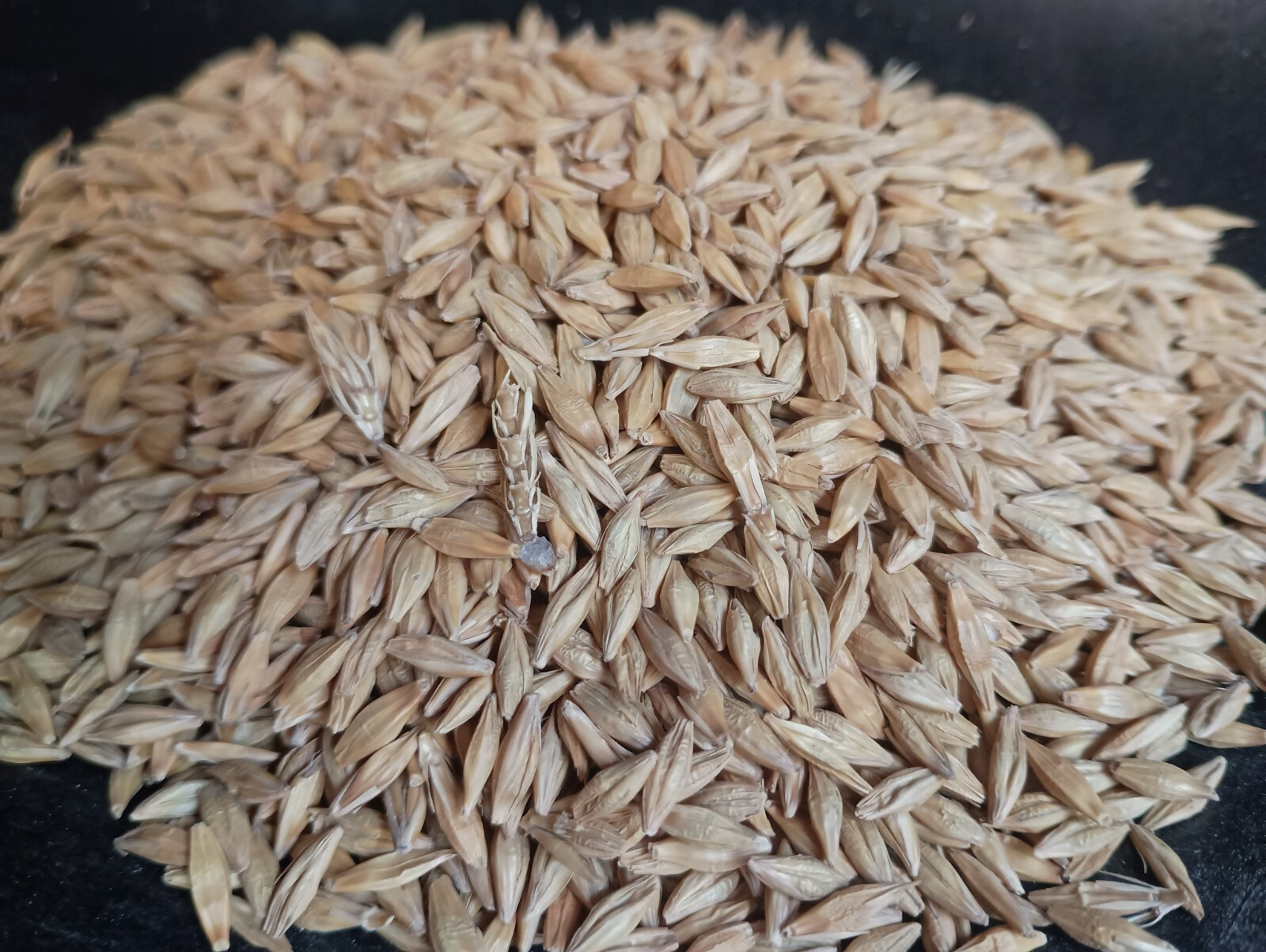 Barley Seed Catgrass Sprouting Grain Fodder Cover Crop Livestock Feed NON-GMO