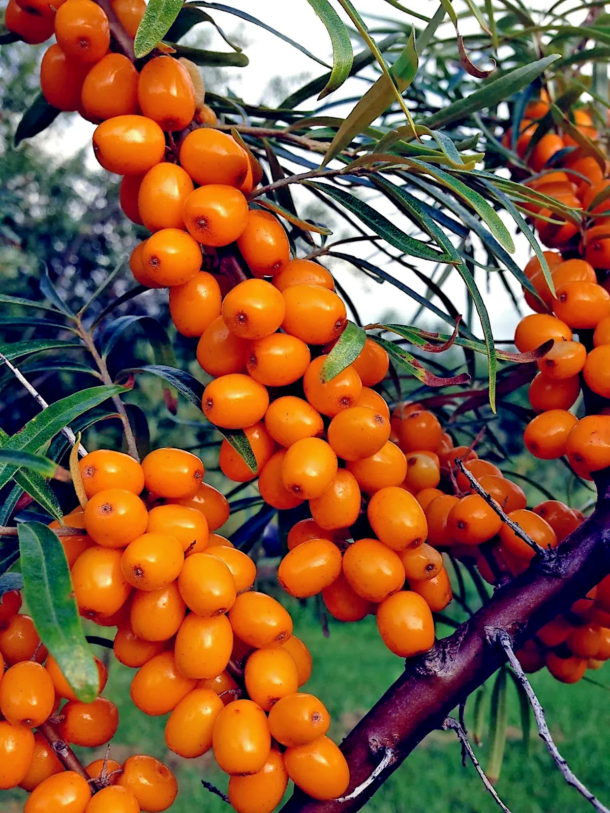 Sea Buckthorn “Seaberry” Tree Seeds (Hippophae Rhamnoides) Cold Hardy Fruit