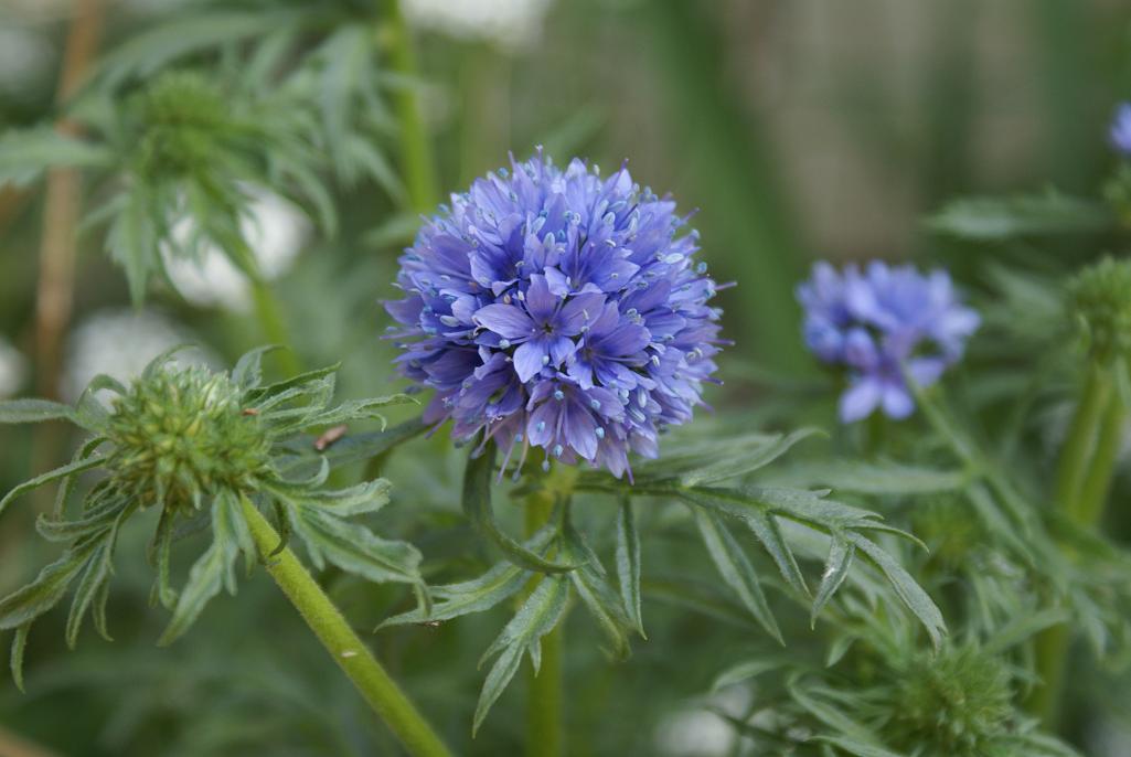 401+GLOBE GILIA THIMBLE Flower Seeds Native Southwest Wildflower Drought Heat