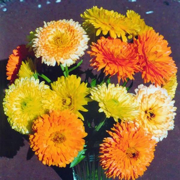 Pacific Beauty Mix Calendula Seeds | Orange Yellow Flower Pot Marigold Seed 2024