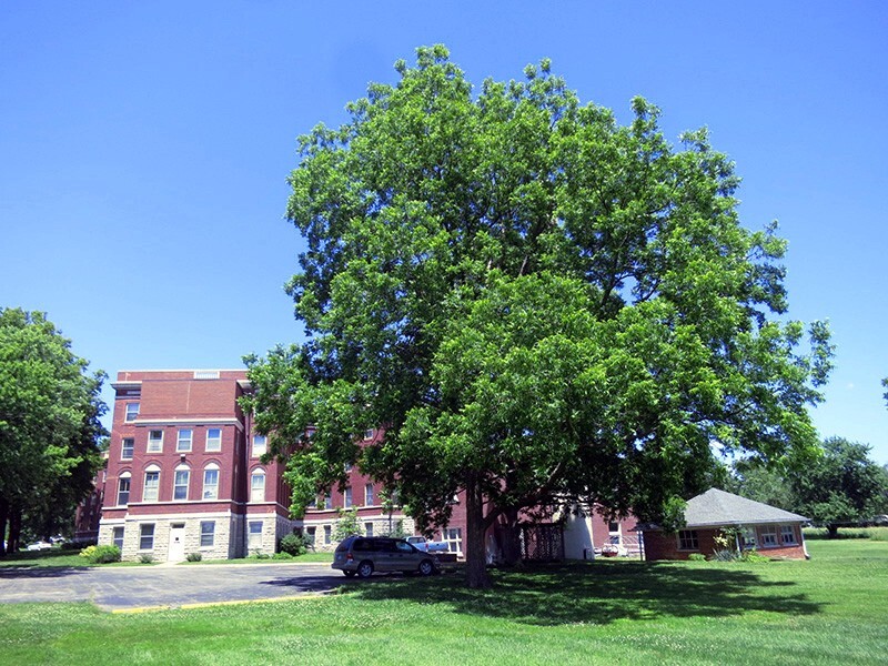 Northern Sweet Pecan Tree Seeds/Nuts (Carya illinoinensis) Hardy-Zone 5 Edible