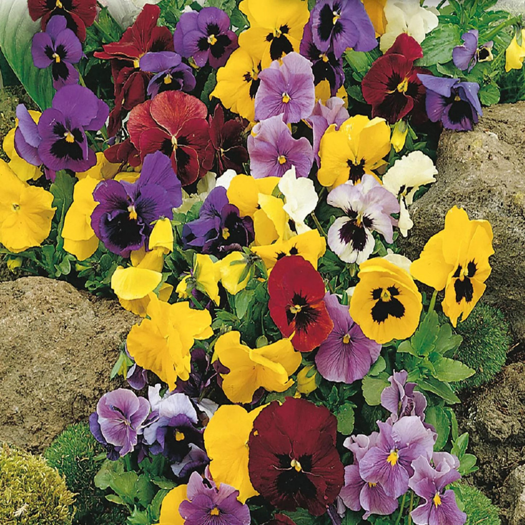 Fresh Premium Pansy Seeds | Swiss Giants | Heirloom Non-GMO | Flower seeds