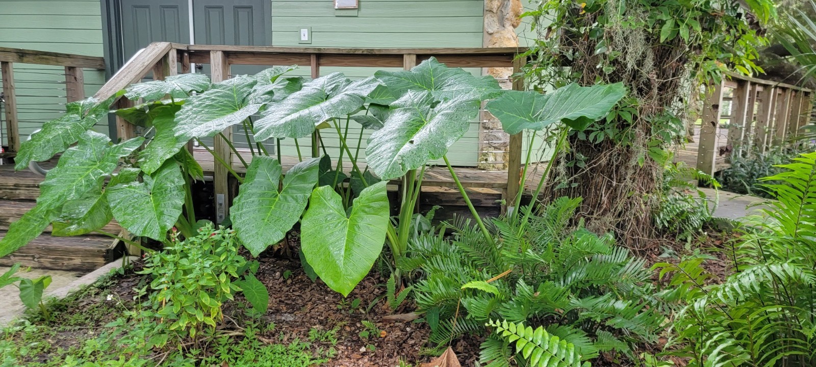 LARGE Bulb (1) Giant Elephant Ear Colocasia – FREE SHIPPING