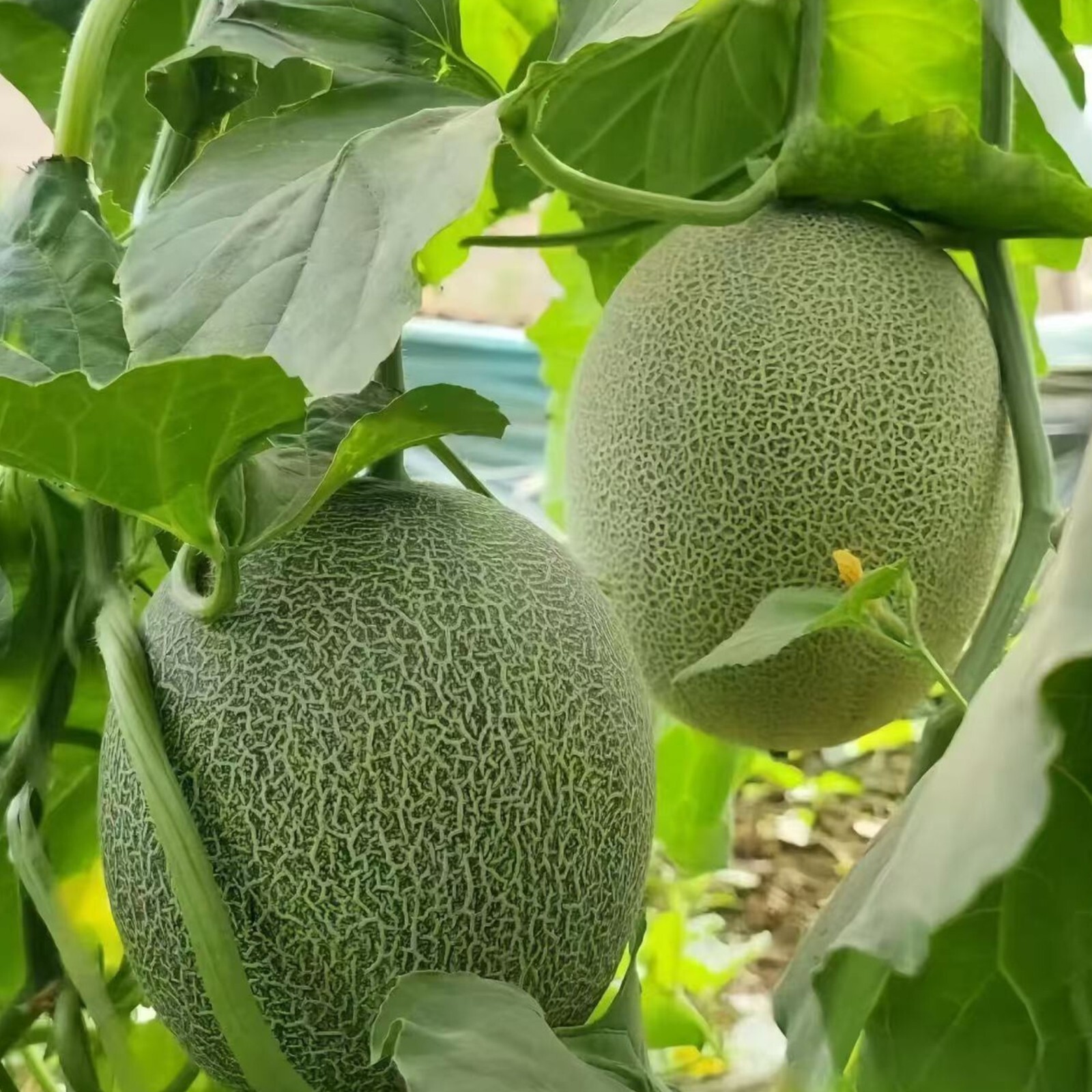25pcs Cantaloupe Melon Seeds – Sweet Heirloom Variety for Home Gardens