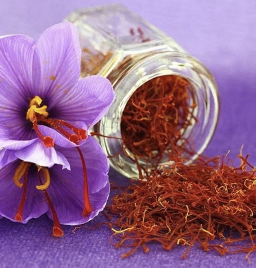 Saffron Crocus (Crocus sativus) Bulbs Purple Perennial, Fall, Full Sun