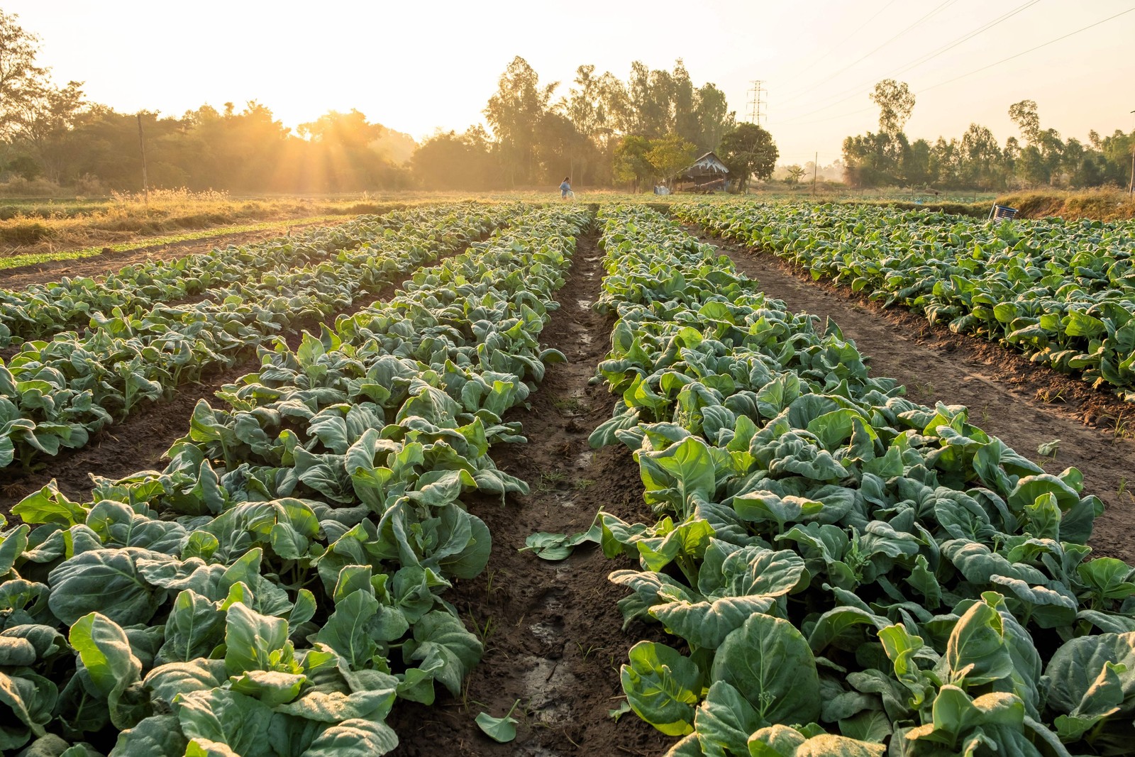 250 VATES COLLARDS Collard Greens Brassica Oleracea Acephala Vegetable Seeds