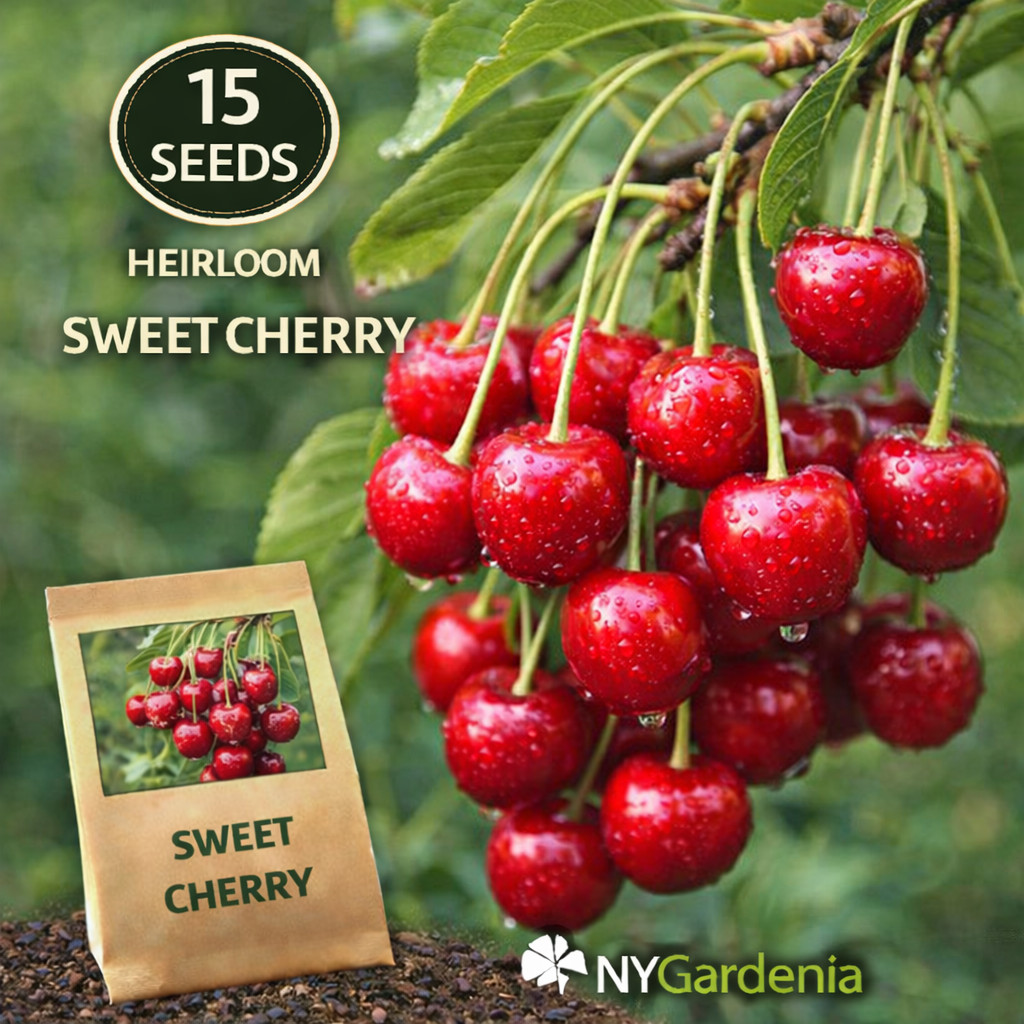 15 Sweet Cherry Seeds Heirloom Fruit Tree Garden Easy Grow