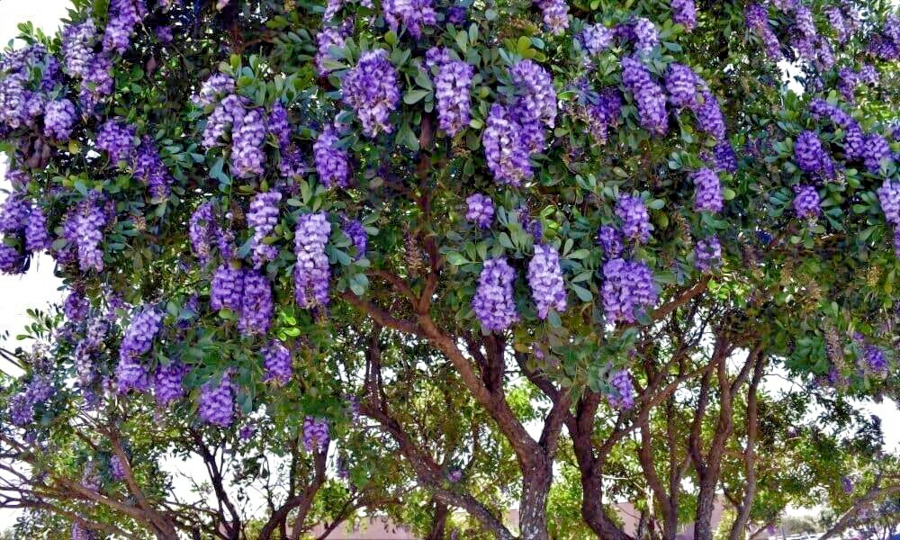 TEXAS MOUNTAIN LAUREL FLOWER TREE SEEDS (Sophora Secundiflora) Mescal Bean