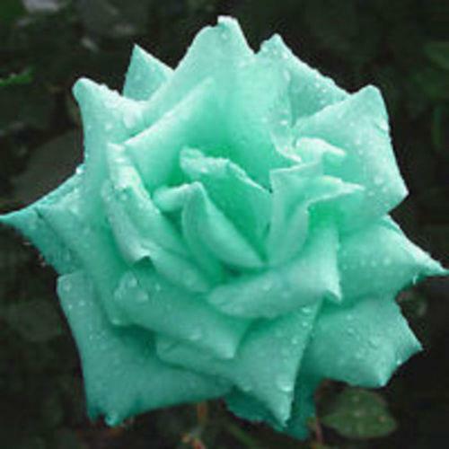 Mint Rose Seeds 20 or 100 Seeds~Rare-Free Shipping-USA Seller