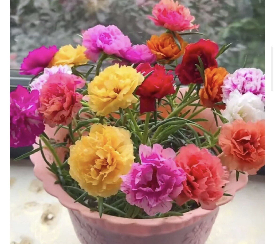 1000+ SEEDS-MIXED MOSS ROSE Vietnam Rose Portulaca Grandiflora Buy2get1Free!