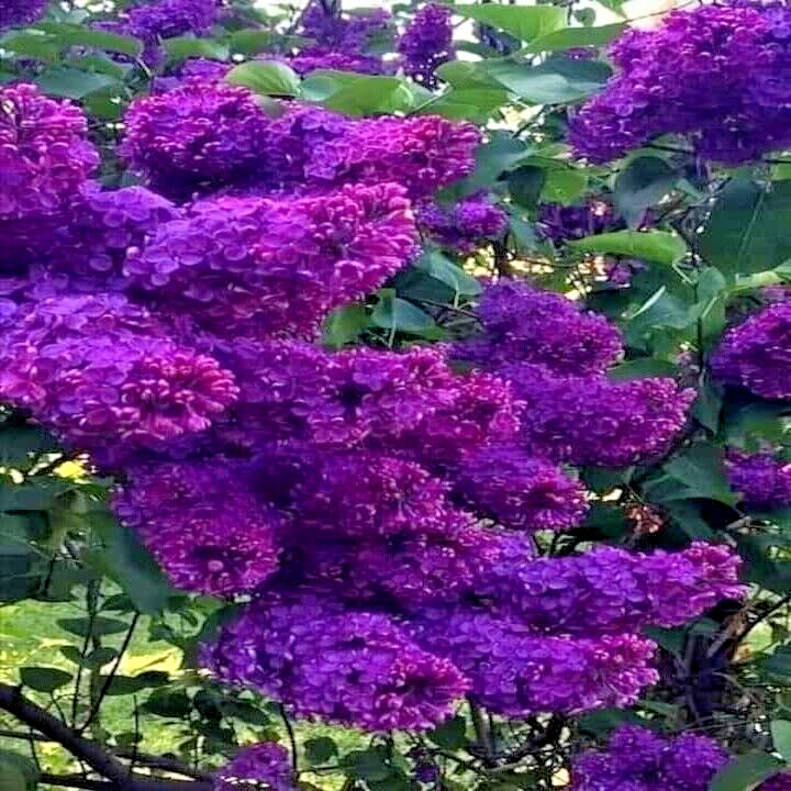 20 Common Lilac Purple Flower Tree Seeds Fragrant Hardy Perennial Garden Plant