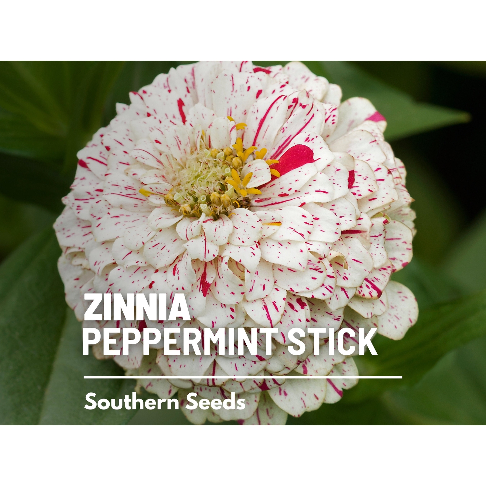 Zinnia, Peppermint Stick – 100 Seeds – Candy-Striped (Zinnia Elegans)