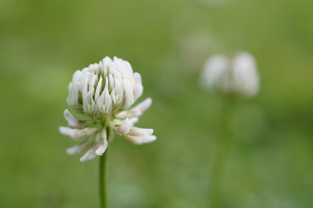 Dutch White Clover Cover Crop Seeds – NON-GMO – Heirloom Lawn Alternative