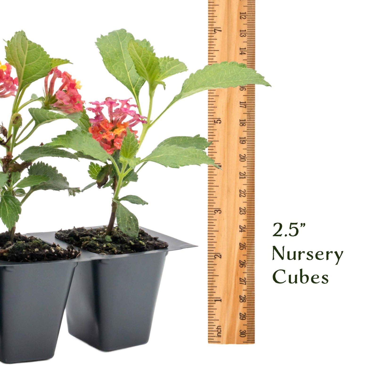 Irene Lantana in 2.5” Nursery Cubes (Lantana camara ‘Irene’) | Flowering Plants