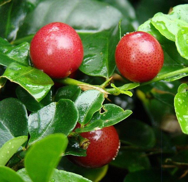 Jamaican Cherry aka Strawberry Tree Muntingia calabura ~ Rooted Starter Plant