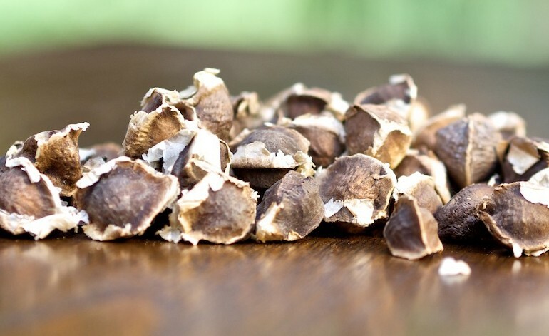 50 Moringa Oleifera Seeds Organic Non GMO Pkm1 Variety 95% Germination Rate