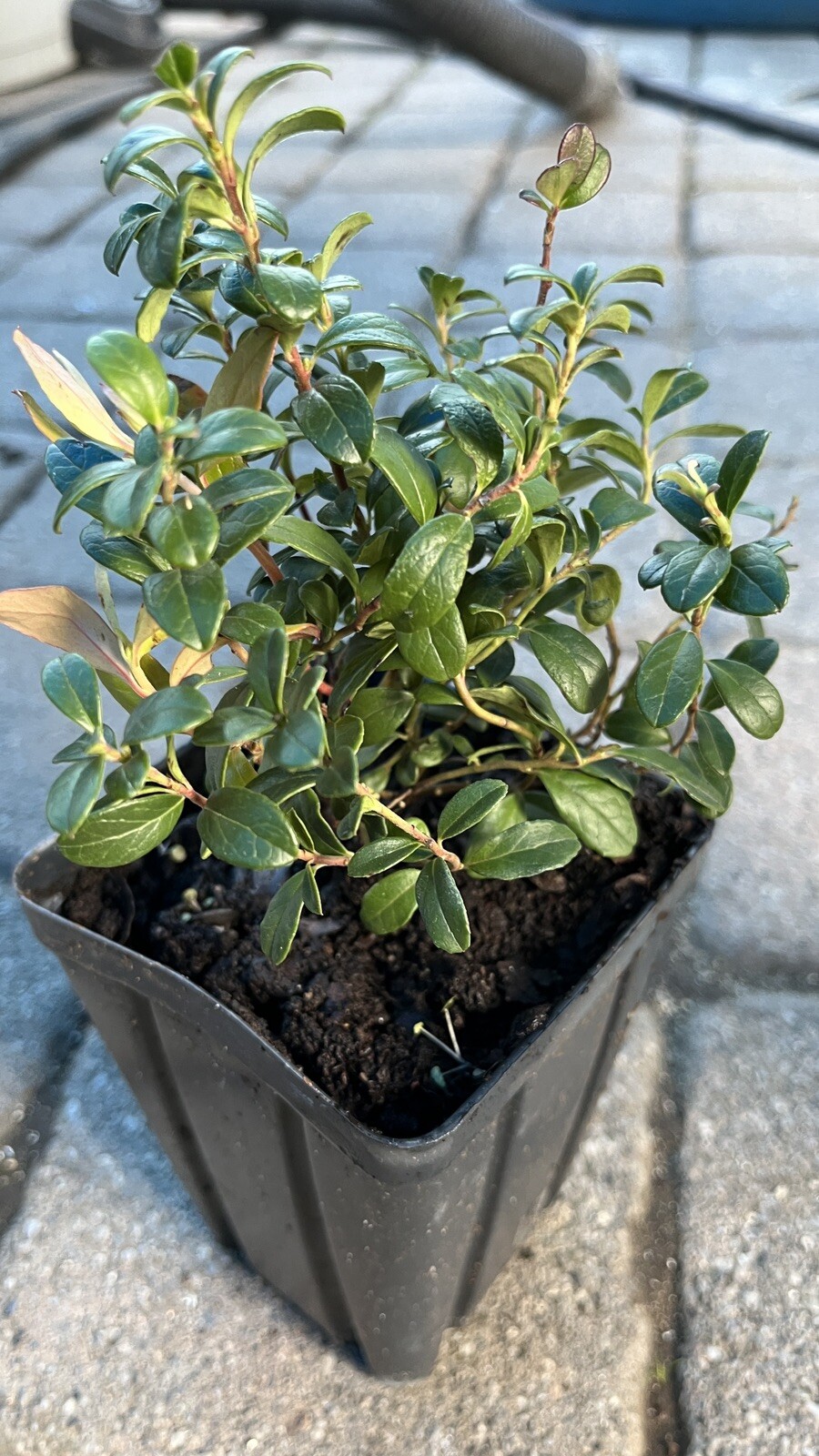 Linnea Lingonberry plant, well rooted plant 2-4 inches tall