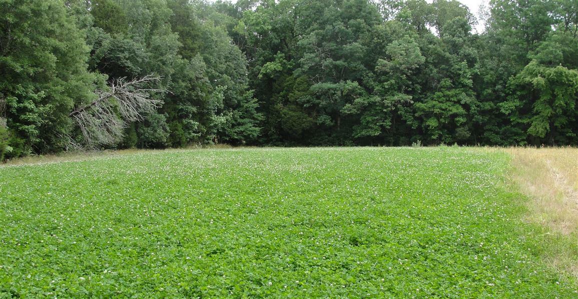Endure Chicory Food Plot Seed 4lb Bag Easy Growing Food Plot Grazing For Deer