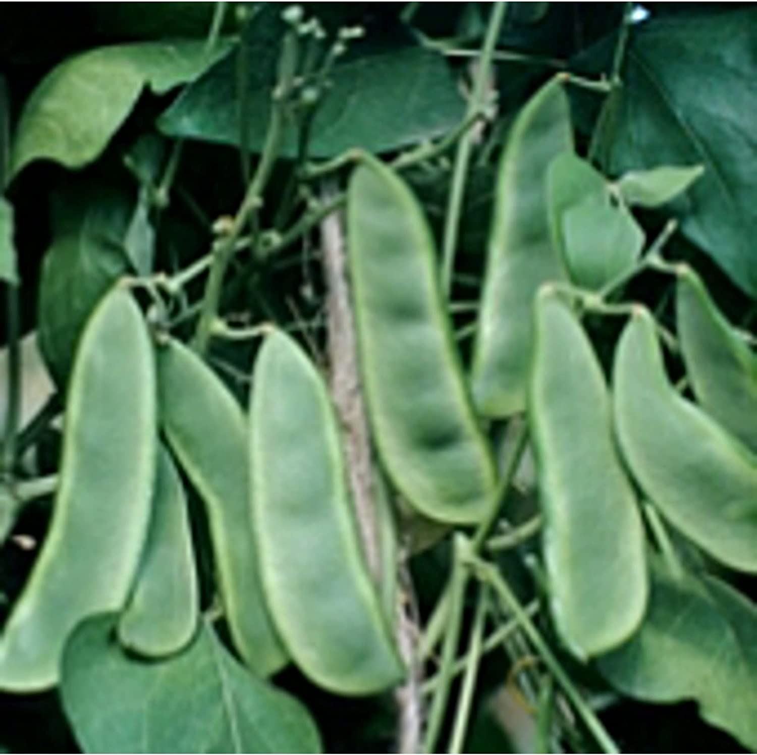 Early Thorogreen Bush Lima Beans Seeds (20+ Seeds) | Non GMO | Vegetable Fruit H