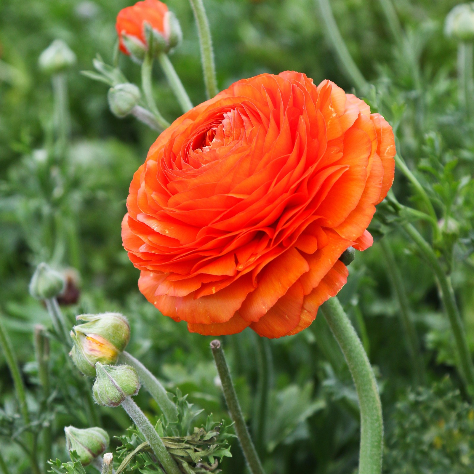 Easy to Grow Ranunculus Buttercup Sunset 10 Plant Bulbs, Spring Flowers