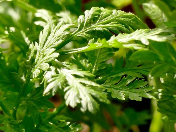 100 Sweet Annie Artemisia annua Seeds