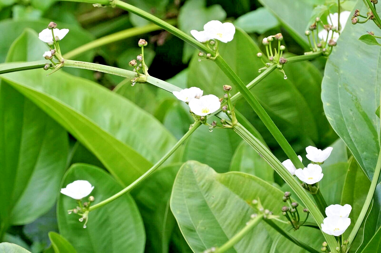 50 + NORTHERN WATER PLANTAIN SEEDS ( Alisma plantago-aquatica )