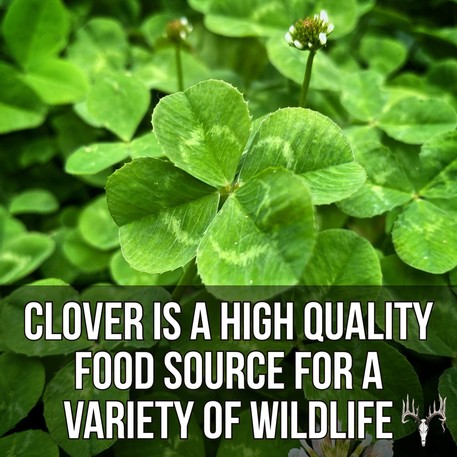 Four Clover Combo Blend, 5LB, Perennial Food Plot Seed, Pheasant, Duck, Dove,…