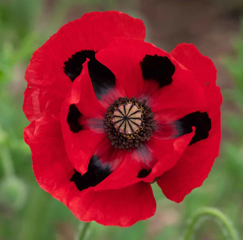 Poppy Collection #1 Fall Planting Spring Blooms Decorative Pods 3000 Seeds!
