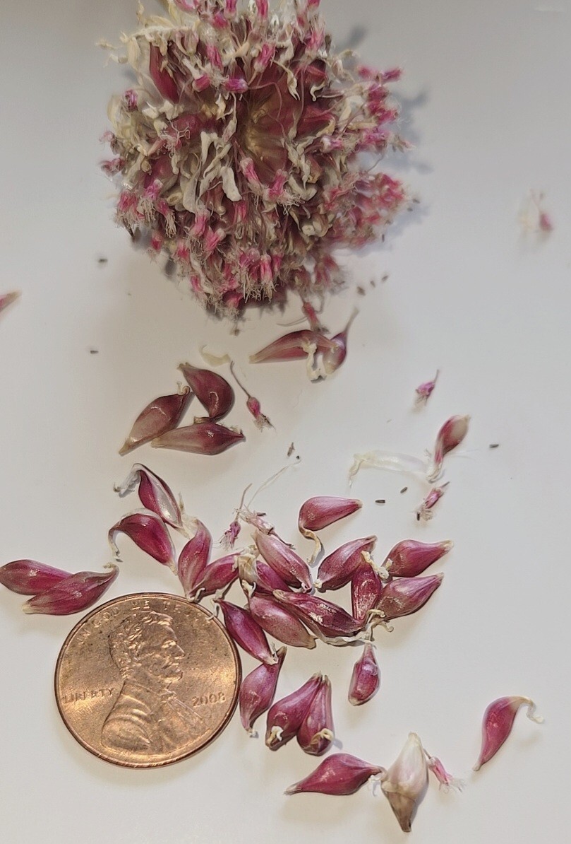 Organic Home Grown Italian Purple Garlic Bulbils (NOT BULBS) For Plant 200 Pcs