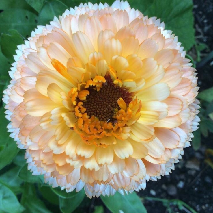 50+Seeds | Pink Surprise Calendula Seeds #H005