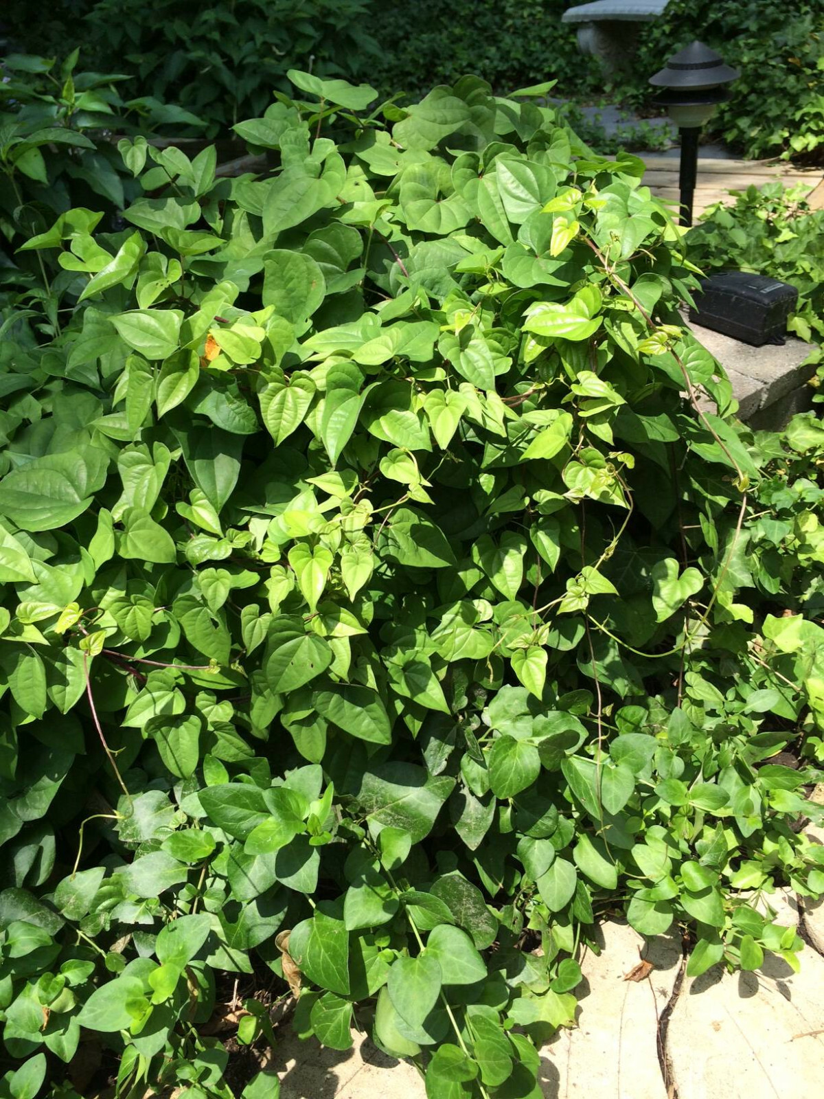 Potato Vine Heart Shaped Leaves Cinnamon Scent Perennial 10 + SEEDS USA Grown