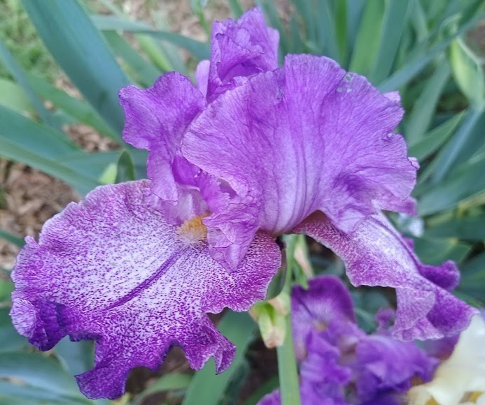 (4) TALL BEARDED IRIS RHIZOME RANDOM MIX BEAUTIFUL FLOWERS ROOT GARDEN PLANTS