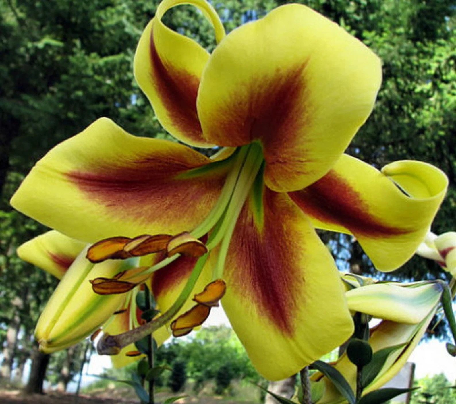 5 Robert Swanson Hybrid Lily Bulbs—Big Bulb