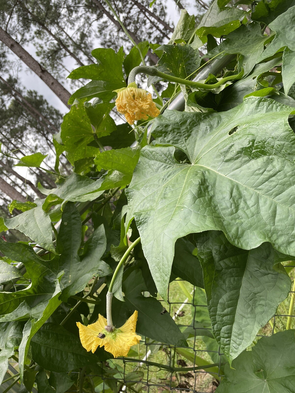 20 Luffa seeds 2023 fall fresh Non-GM Organic 丝瓜 种子