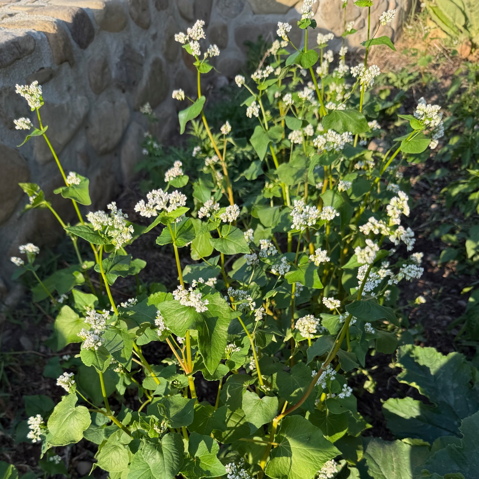 Buckwheat Seeds for Planting: Fast Growing Organic Bulk Cover Crop Seed Packet